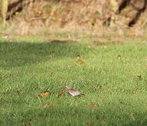 Fieldfare