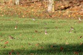 Fieldfare