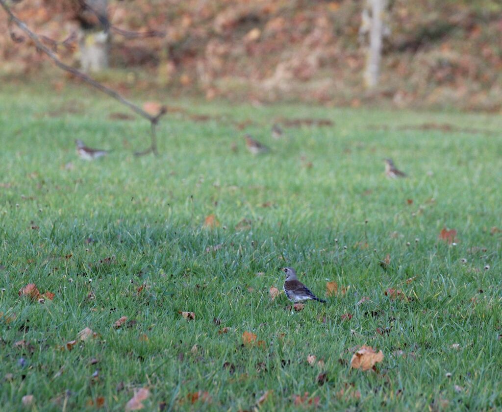 Fieldfare