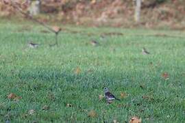 Fieldfare