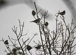 Fieldfare