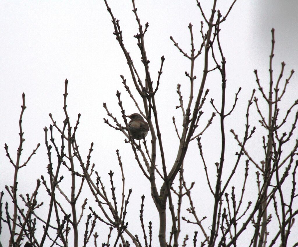 Fieldfare