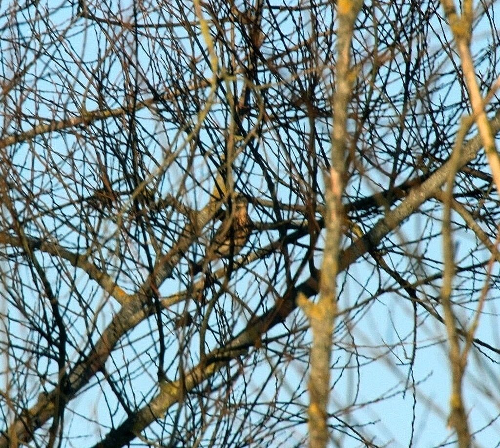 Fieldfare