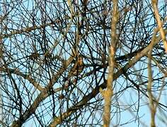 Fieldfare