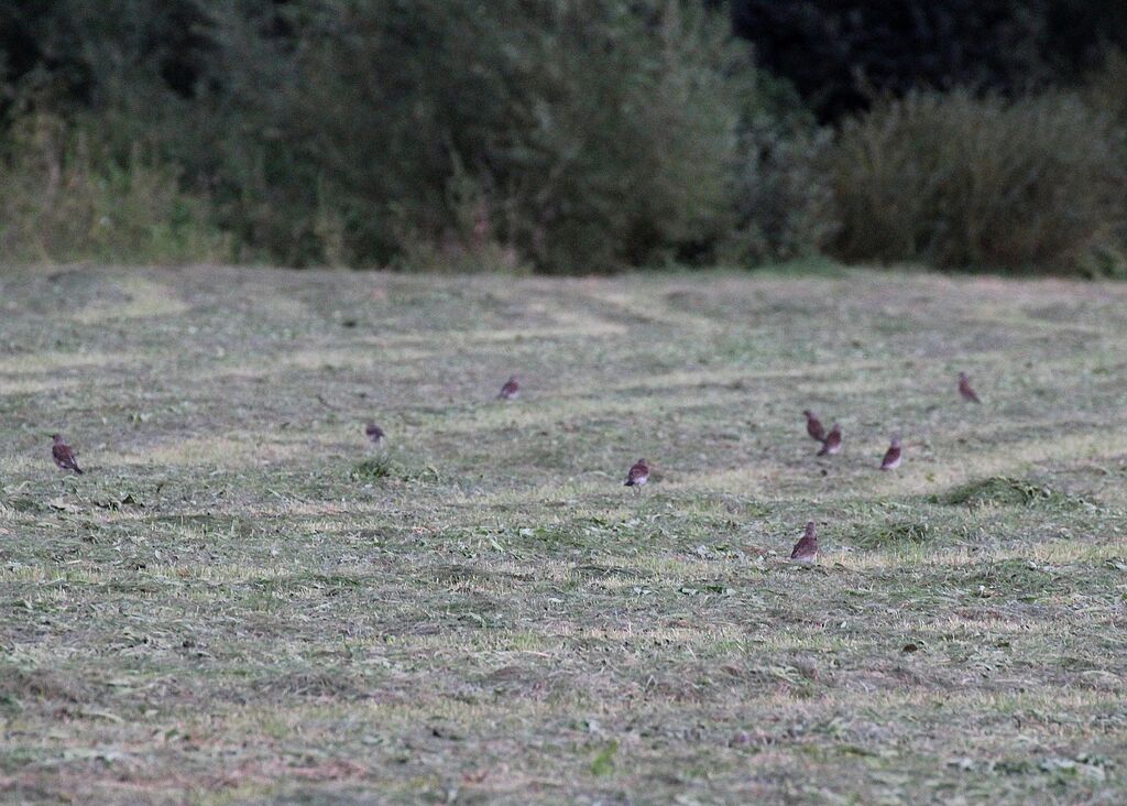 Fieldfare