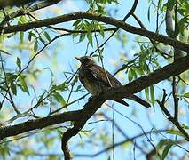 Fieldfare