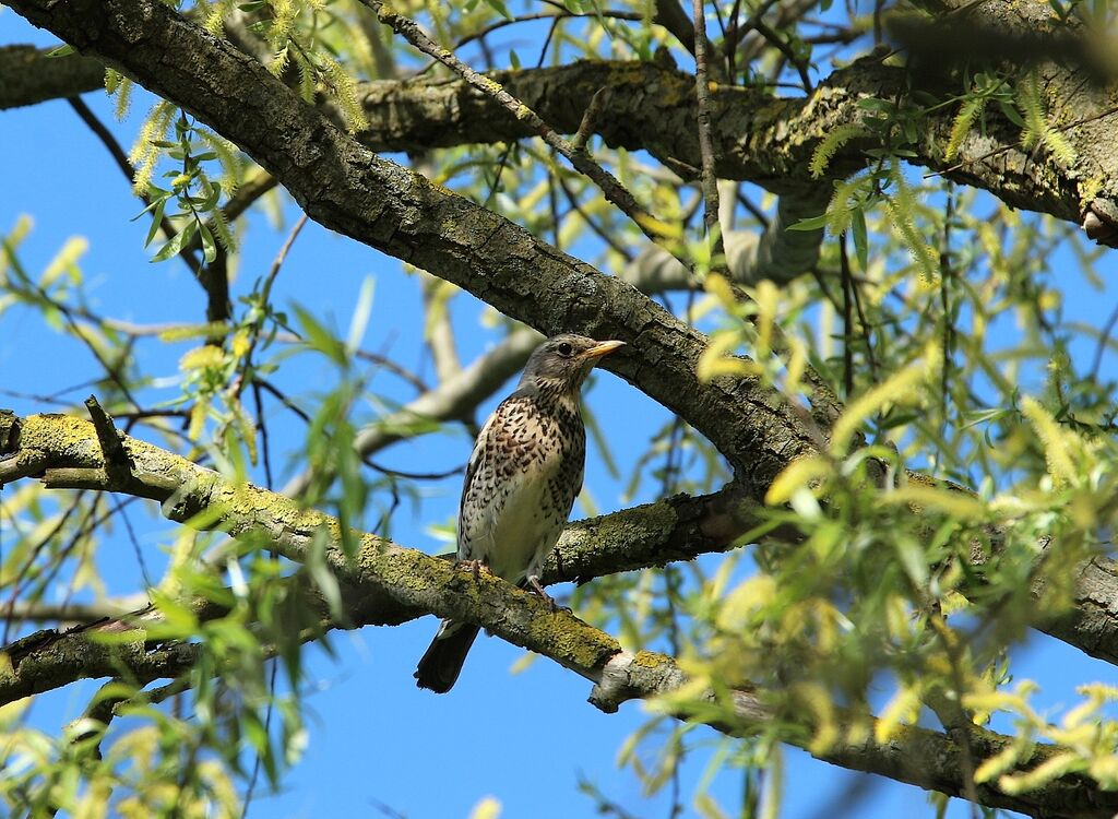 Fieldfare