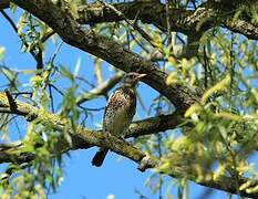 Fieldfare