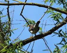 Fieldfare