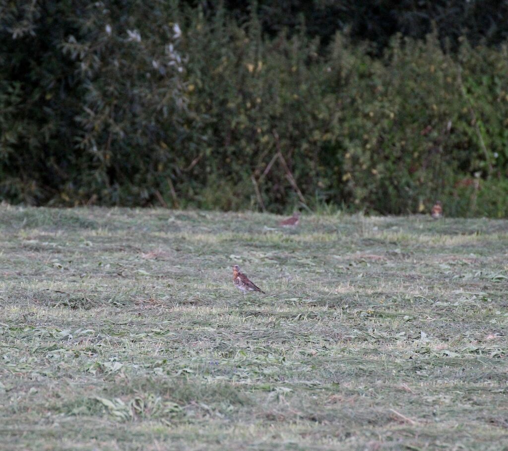 Fieldfare