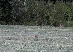 Fieldfare