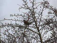 Fieldfare