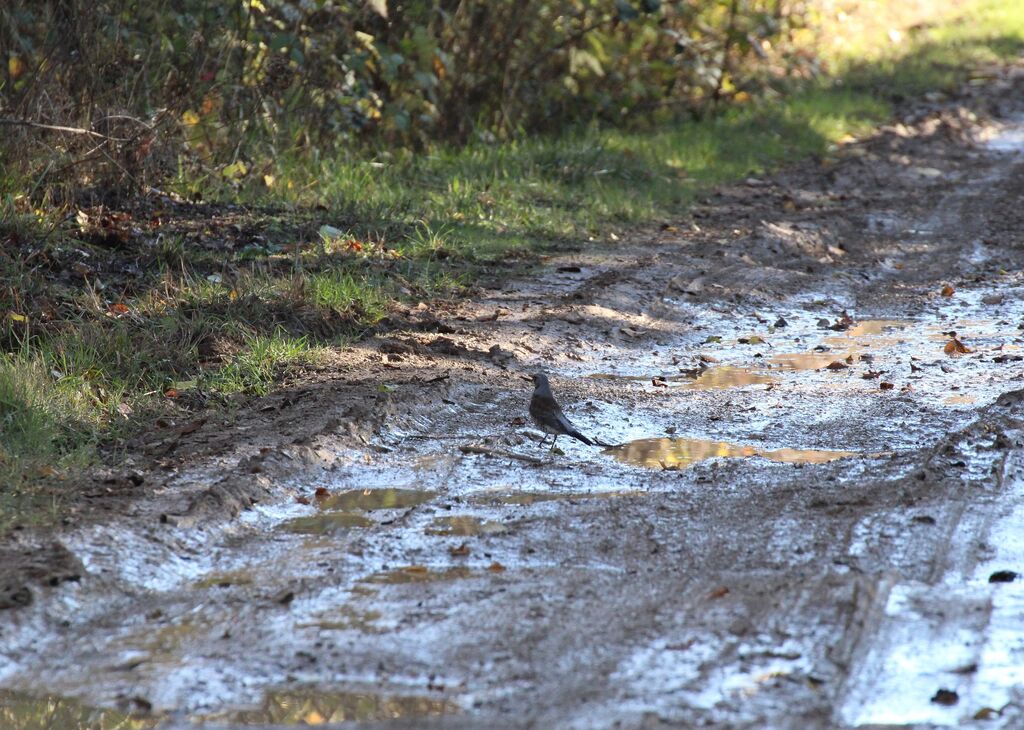 Fieldfare