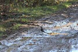 Fieldfare