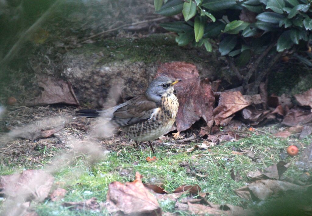 Fieldfare