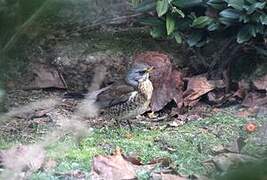 Fieldfare