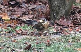 Fieldfare