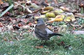 Fieldfare