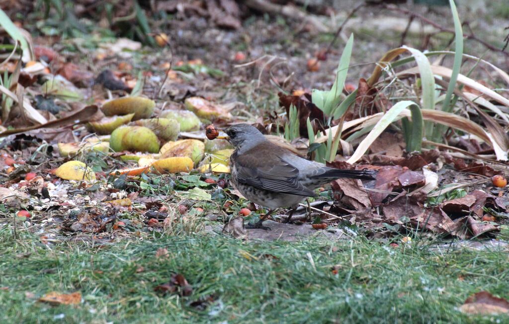 Fieldfare