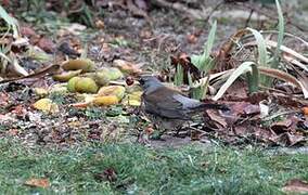 Fieldfare