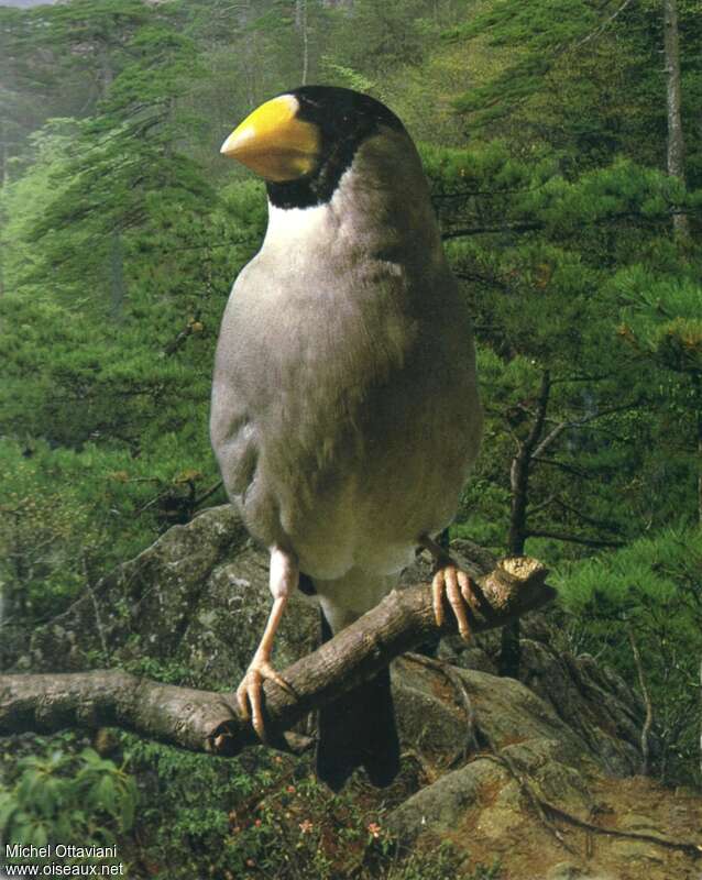 Japanese Grosbeak male adult, identification