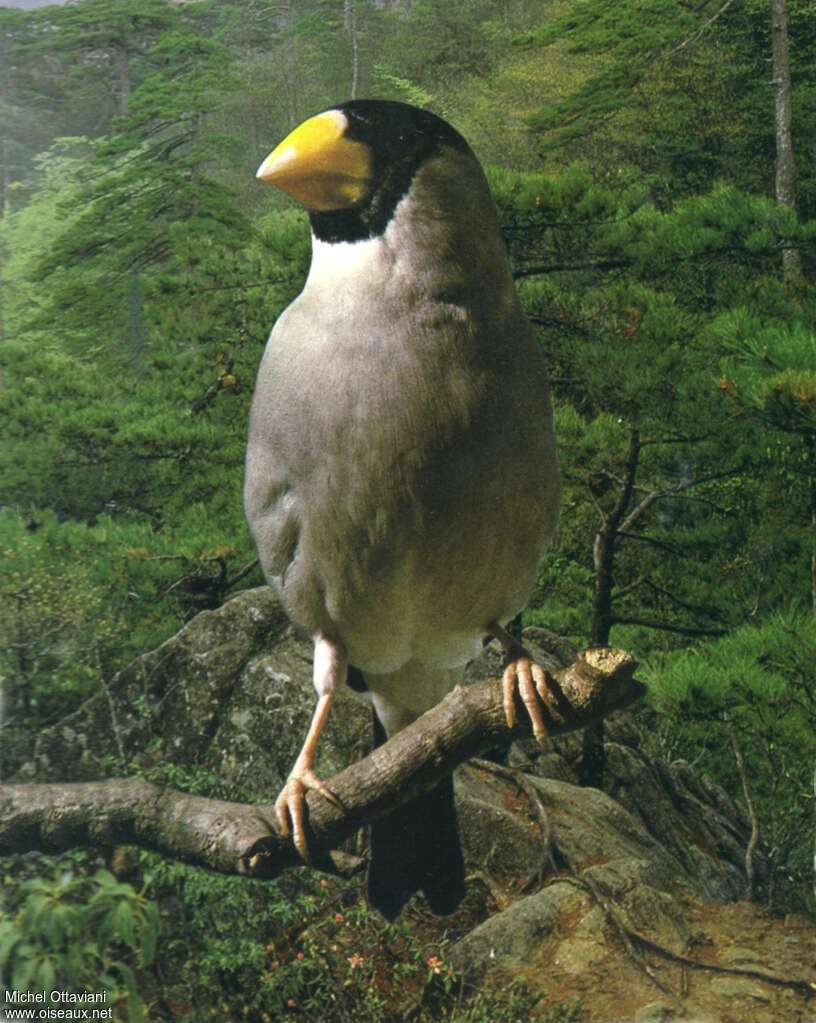 Japanese Grosbeak male adult, identification