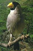 Japanese Grosbeak