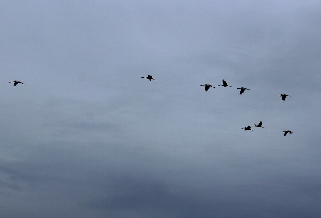 Grue cendrée