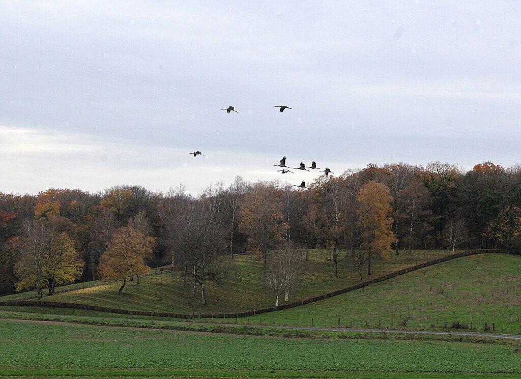 Grue cendrée