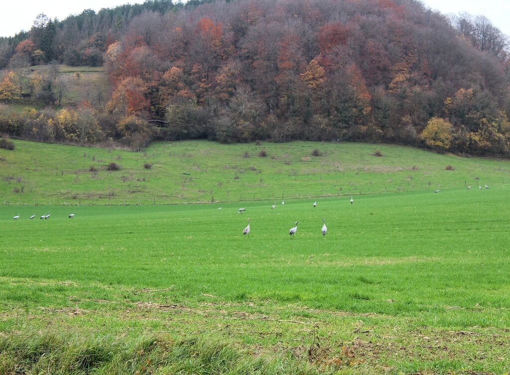 Common Crane