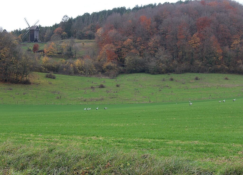 Common Crane