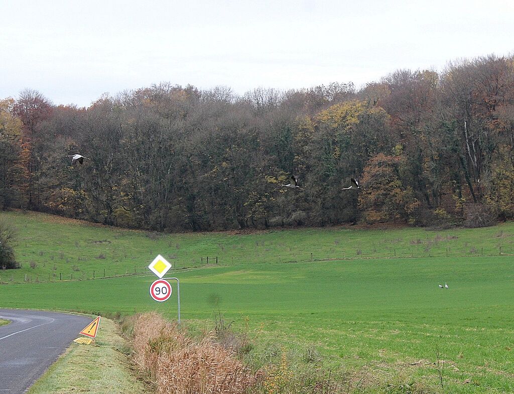 Grue cendrée