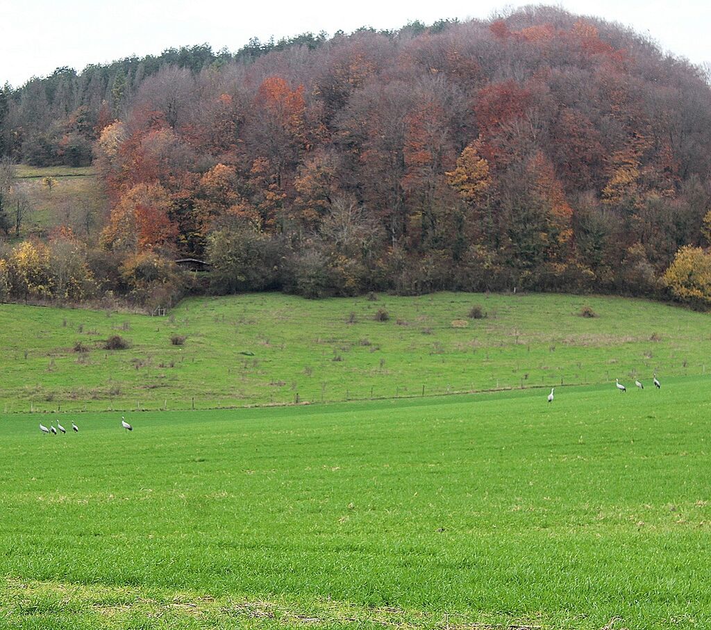 Common Crane