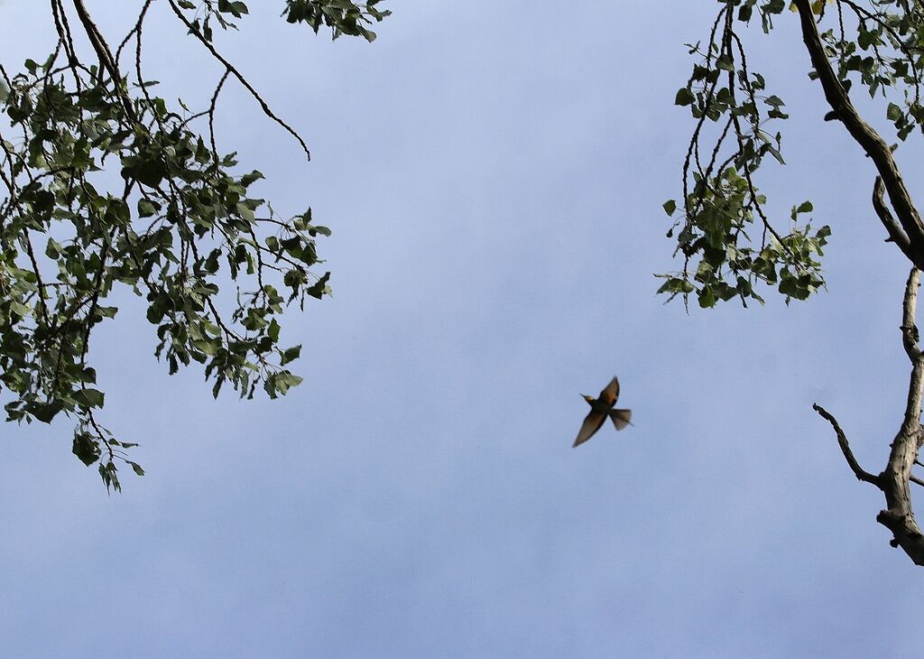 European Bee-eater