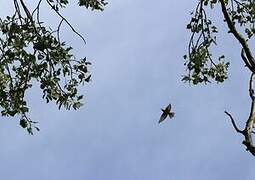 European Bee-eater