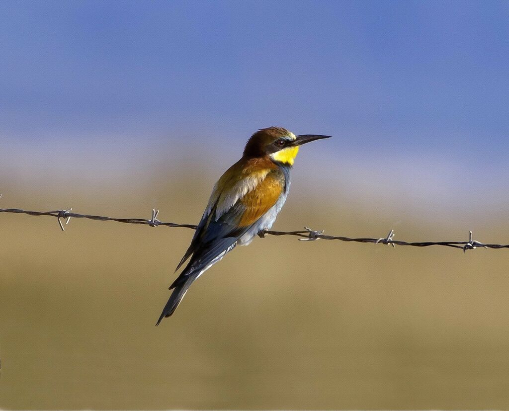 European Bee-eater