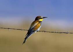 European Bee-eater