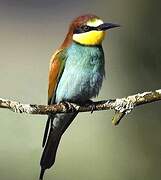 European Bee-eater