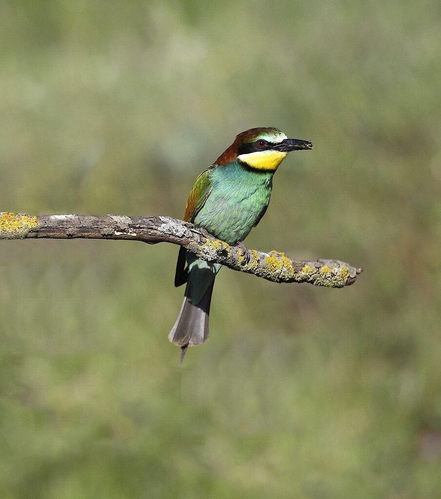 European Bee-eater