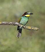 European Bee-eater