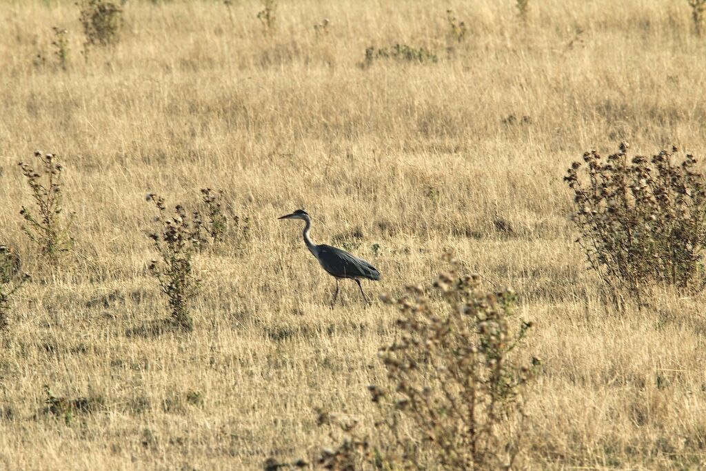 Grey Heron