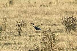 Grey Heron