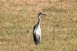 Grey Heron