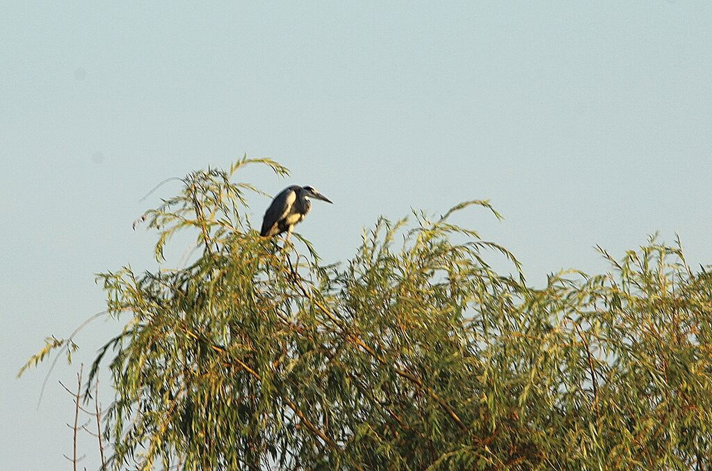 Grey Heron