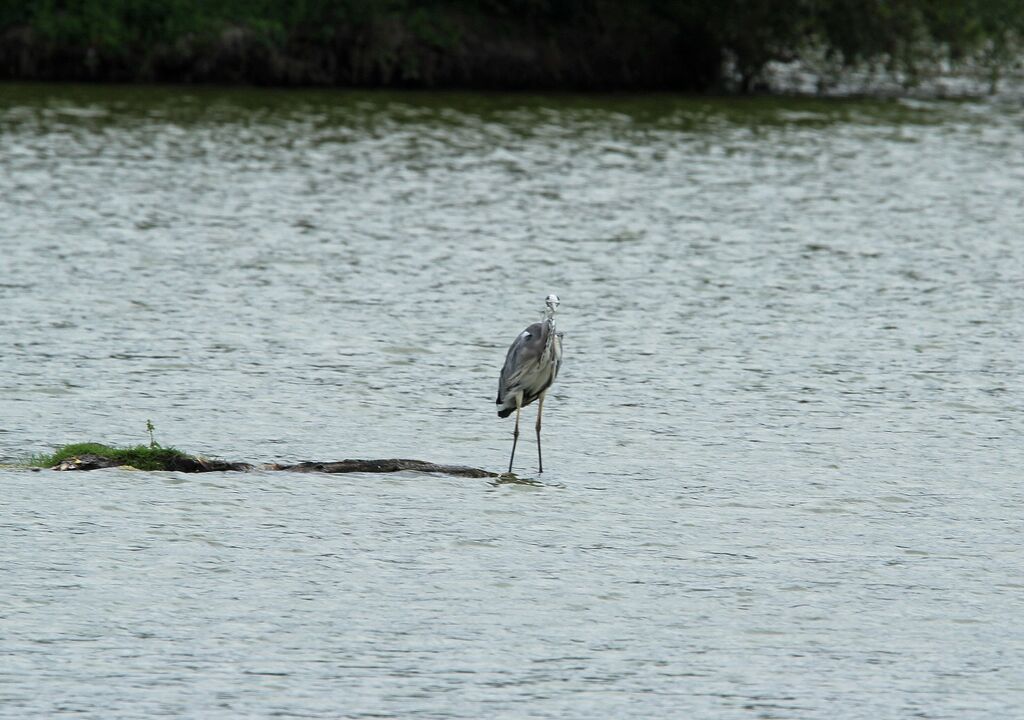 Grey Heron