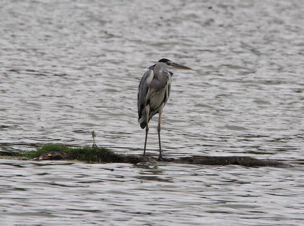 Grey Heron