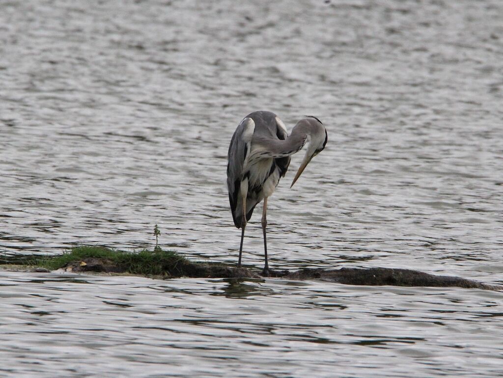 Grey Heron