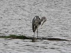 Grey Heron