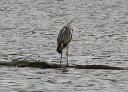 Grey Heron