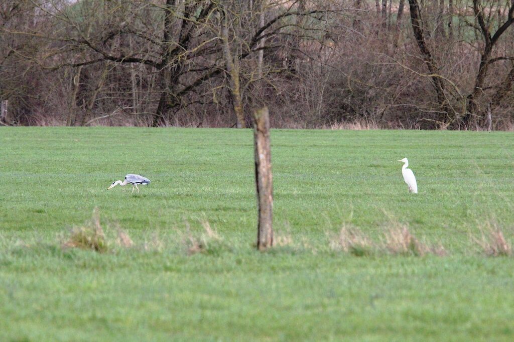 Grey Heron